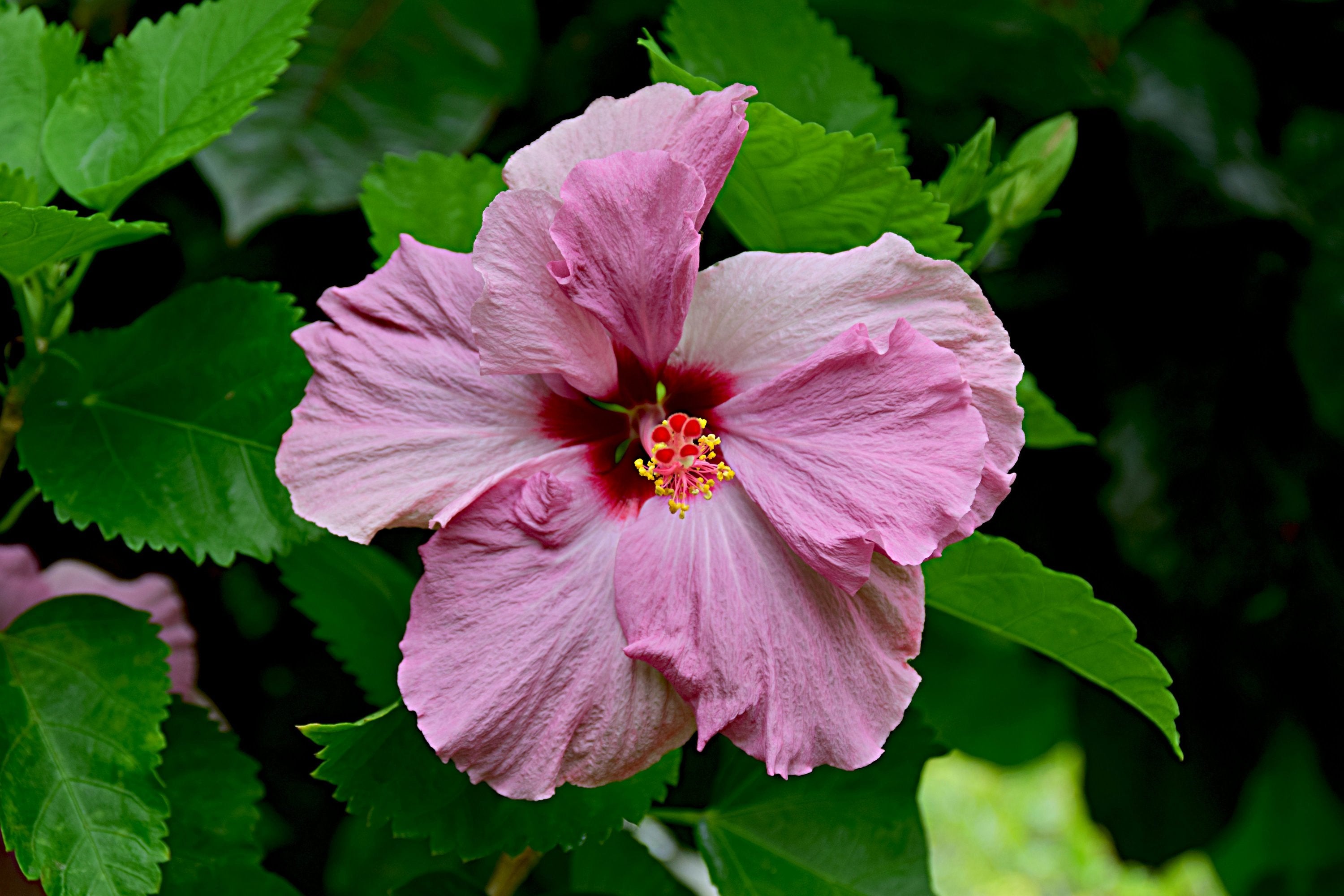 Rosa Hibiskus-Blüte