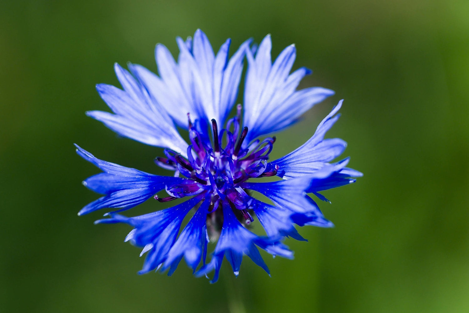 Blaue Blüte der Kornblume