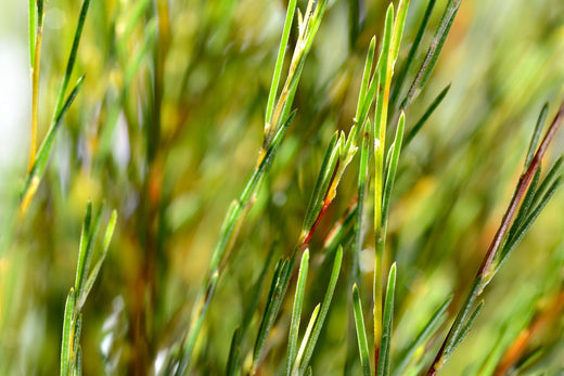 Rooibos Pflanze