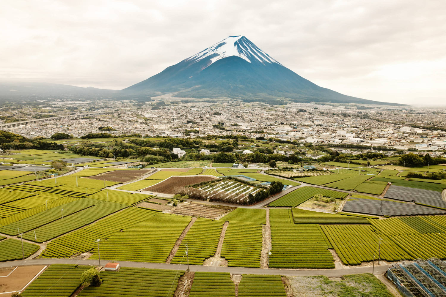 Japanische Teefelder um den Fuji-Berg